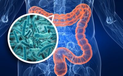 Microbiota intestinale: L’organo dimenticato che nessuno sa di avere