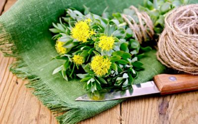 Rhodiola per combattere irritabilità e stati d’ansia